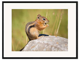 Impresión de arte enmarcada  chipmunk