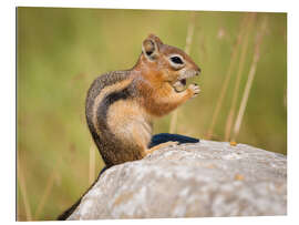 Gallery print  chipmunk