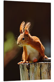 Aluminium print Red squirrel with hazelnut