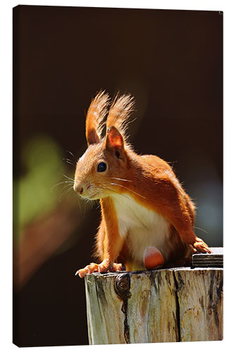 Canvas print Red squirrel with hazelnut