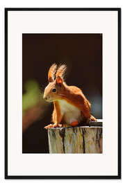 Gerahmter Kunstdruck Rotes Eichhörnchen mit Haselnuss