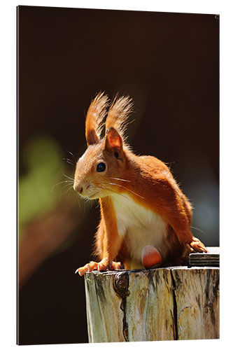 Gallery print Red squirrel with hazelnut