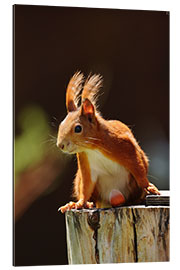 Gallery print Red squirrel with hazelnut