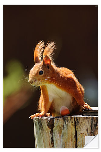 Selvklebende plakat Red squirrel with hazelnut