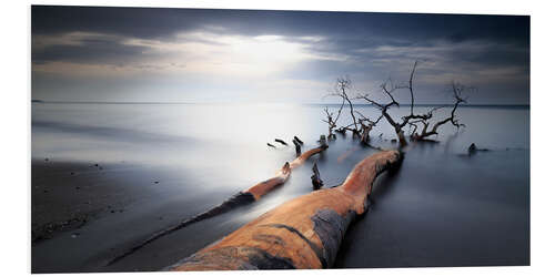 Foam board print Tree on the west beach