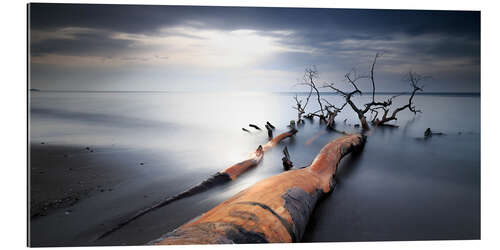 Galleritryk Tree on the west beach