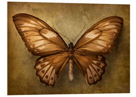 Hartschaumbild Brauner Schmetterling