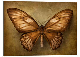 Gallery Print Brauner Schmetterling