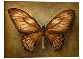 Magnettafel Brauner Schmetterling