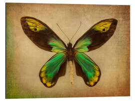 Aluminium print Green butterfly