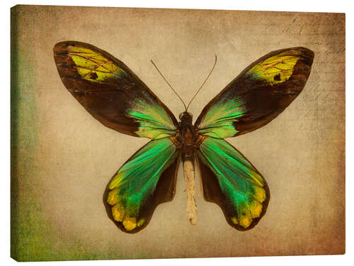 Lienzo Green butterfly