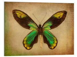 Gallery print Green butterfly