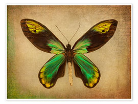 Poster Green butterfly