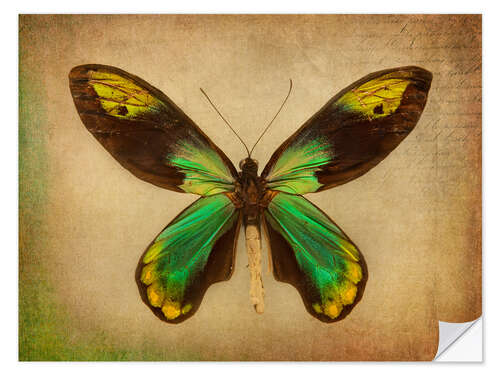 Wall sticker Green butterfly