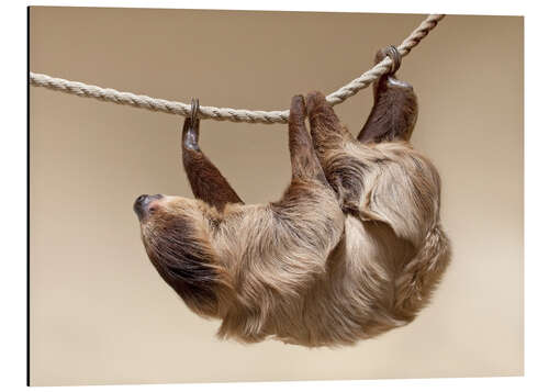 Aluminium print Sloth on the rope