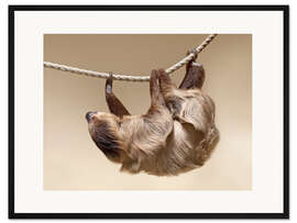 Gerahmter Kunstdruck Faultier am Seil