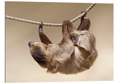 Galleritryk Sloth on the rope