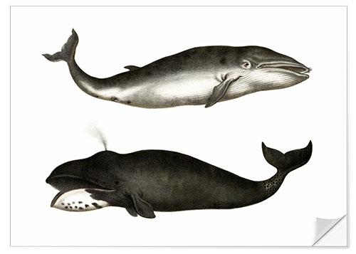 Selvklebende plakat Fin Whale