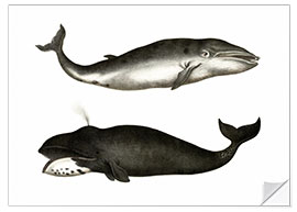 Naklejka na ścianę Fin Whale