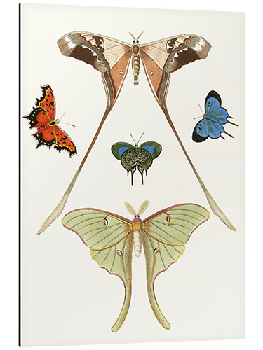 Aluminium print Different kinds of butterflies