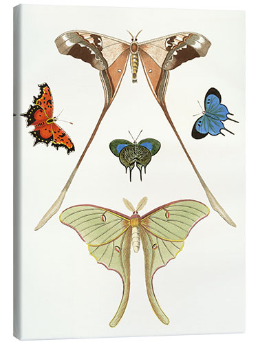 Canvastavla Different kinds of butterflies