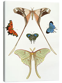 Canvas-taulu Different kinds of butterflies