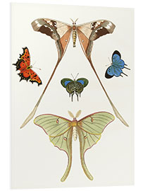 Foam board print Different kinds of butterflies