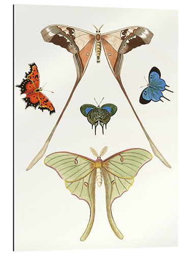 Gallery print Different kinds of butterflies