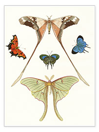 Wall print  Different kinds of butterflies - German School
