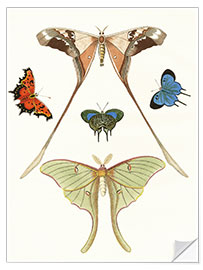 Wall sticker Different kinds of butterflies