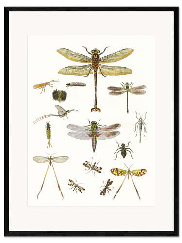 Plakat artystyczny premium w ramie Strange insects