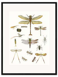 Framed art print Strange insects