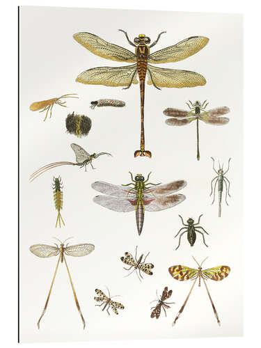 Gallery print Strange insects