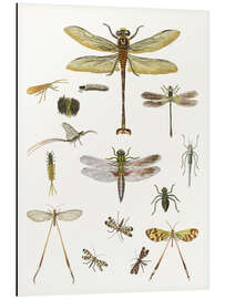 Magnettafel Merkwürdige Insekten