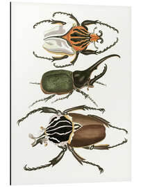 Aluminium print Large and rare beetles