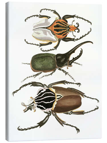 Canvas print Large and rare beetles