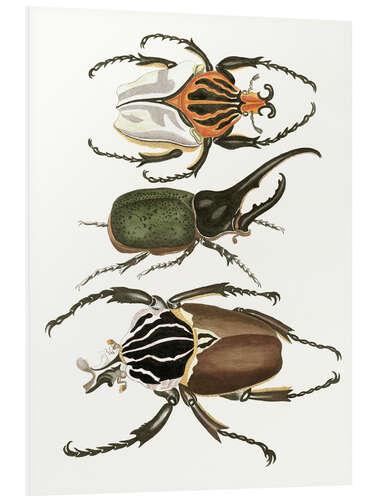 Stampa su PVC Large and rare beetles