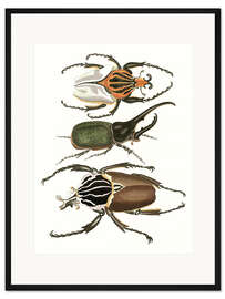 Gerahmter Kunstdruck Große und seltene Käfer