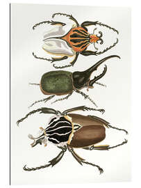 Gallery print Large and rare beetles