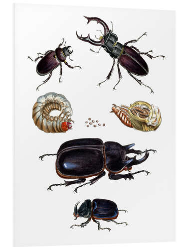 Obraz na PCV Strange beetles