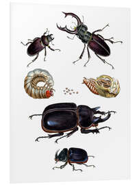 Foam board print Strange beetles