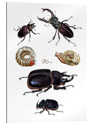 Galleritryk Strange beetles