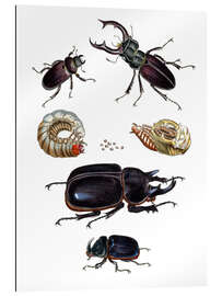 Gallery print Strange beetles