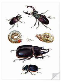 Vinilo para la pared Strange beetles