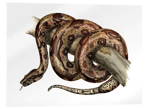 Acrylglasbild Boa Constrictor