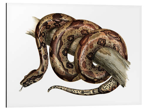 Quadro em alumínio Boa constrictor