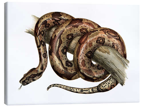 Obraz na płótnie Boa constrictor