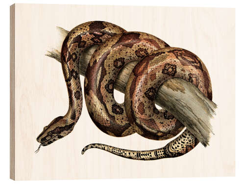 Holzbild Boa Constrictor