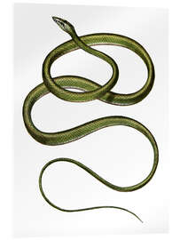 Akryylilasitaulu Long-nosed Tree Snake