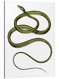 Tableau en aluminium Long-nosed Tree Snake